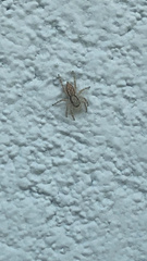 Menemerus bivittatus