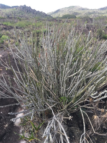 Euphorbia attastoma, photograph 2