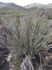 Euphorbia attastoma, photograph B. Phalan, CC BY, iNaturalist via GBIF