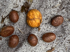 Garcinia brasiliensis