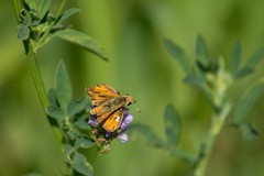 Hylephila fasciolata