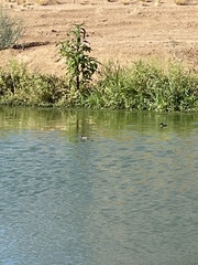 Tachybaptus ruficollis capensis