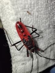 Macrocheraia grandis