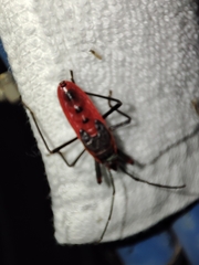 Macrocheraia grandis