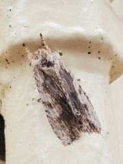 Lithophane patefacta