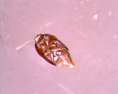 Tachyporinae
