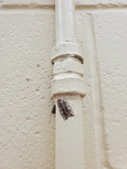 Lithophane patefacta