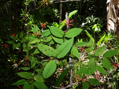 Palicourea longiflora