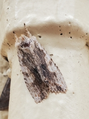 Lithophane patefacta