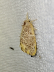 Orvasca subnotata