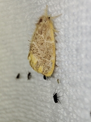 Orvasca subnotata