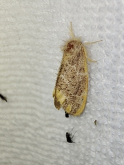 Orvasca subnotata