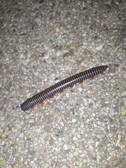 Ommatoiulus sabulosus