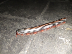 Ommatoiulus sabulosus