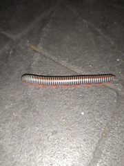 Ommatoiulus sabulosus