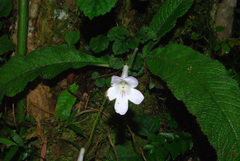 Image of Streptocarpus cyaneus