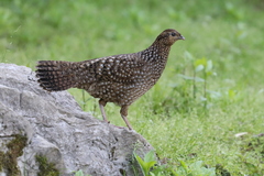 Tragopan temminckii