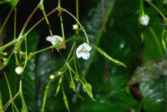 Streptocarpus micranthus image