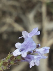 Lavandula canariensis image