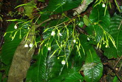 Streptocarpus micranthus image