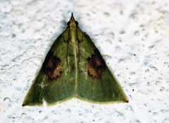 Paramacna arnea