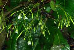 Streptocarpus micranthus image