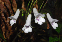 Streptocarpus wilmsii