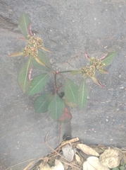 Euphorbia heterophylla