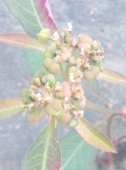 Euphorbia heterophylla