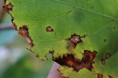 Apiognomonia errabunda