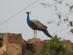 Pavo cristatus