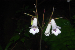 Streptocarpus wilmsii image