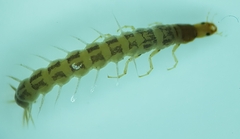 Orectochilus villosus