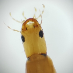 Orectochilus villosus