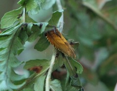 Pammene aurita