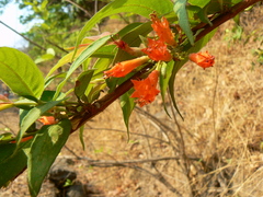 Woodfordia fruticosa