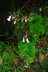 Streptocarpus wilmsii image
