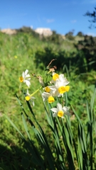 Narcissus tazetta