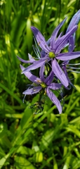 Camassia quamash