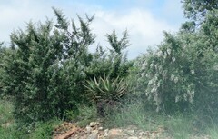 Tarchonanthus littoralis