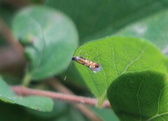 Phyllonorycter lautella
