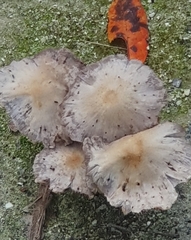 Psathyrella bipellis