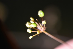 Changium smyrnioides