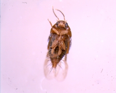 Tachyporinae