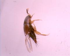 Tachyporinae