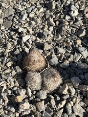 Escobaria chlorantha