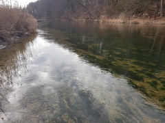 Orectochilus villosus