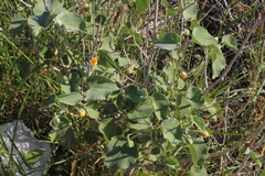 Abutilon fruticosum