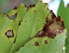 Apiognomonia errabunda