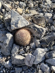 Escobaria chlorantha